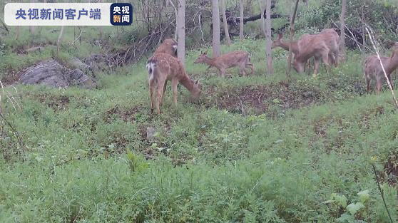 八鹿“同框”悠闲自得！梅花鹿群近期频“出镜”