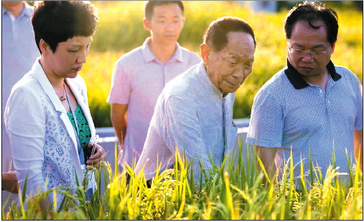 袁老,咱种的海水稻冲向百万亩