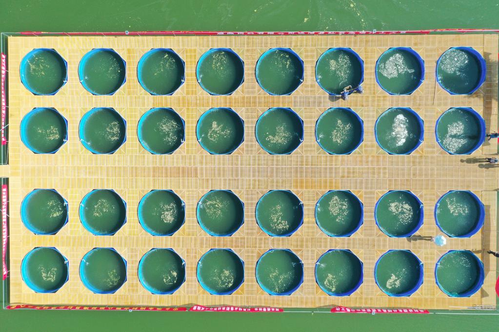 图为利用圈养桶进行养殖的湖南省常德市澧县红云渔场。 柏依朴摄（新华社发）