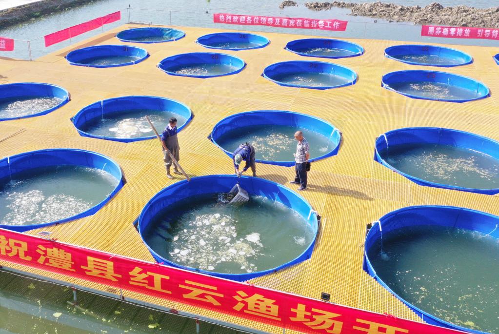 图为利用圈养桶进行养殖的湖南省常德市澧县红云渔场。 柏依朴摄（新华社发）