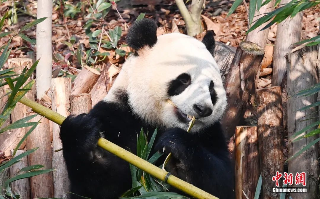 官宣成都熊猫基地的滚滚们入住新家啦