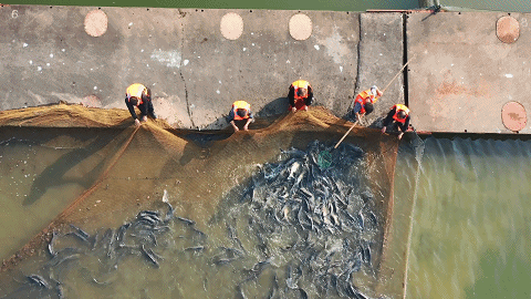 图为实施人放天养的湖南省益阳市沅江市浩江湖琼湖渔场。