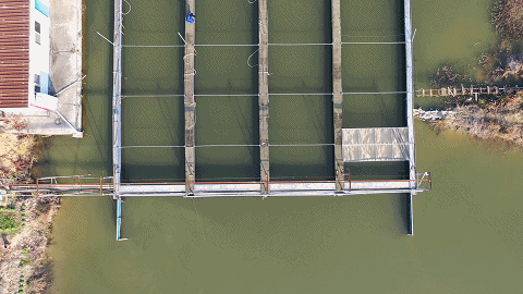 图为湖南省益阳市资阳区水韵湾生态农业发展有限公司在养殖“跑道鱼”。