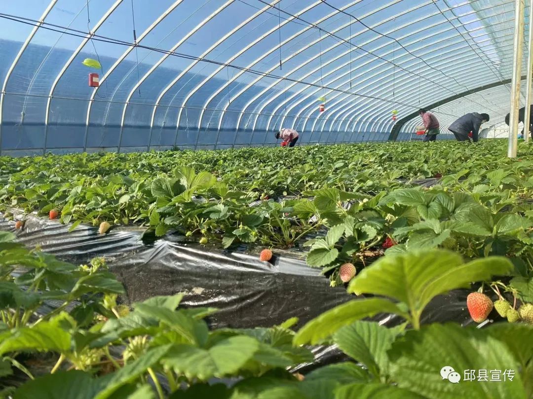 图为河北邱县东倪宋村草莓种植大棚    刘莹/摄影