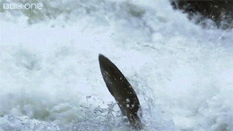 一只不太在意寄生虫问题的熊。via：BBC