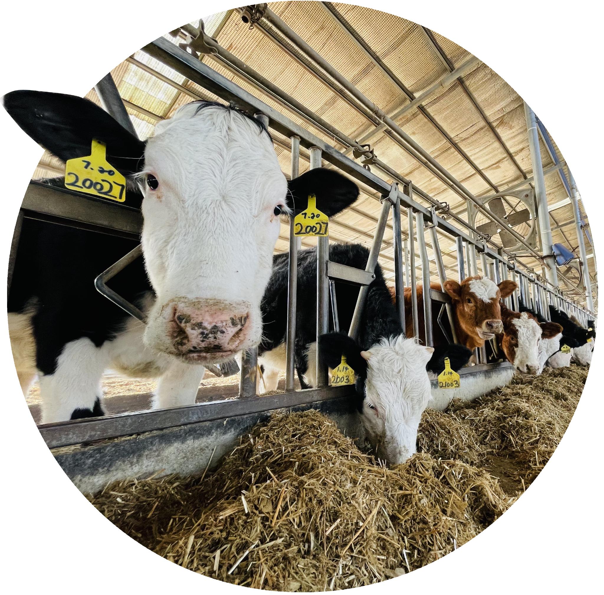 脱贫户自家牛"托牛所"生效益_新浪财经_新浪网