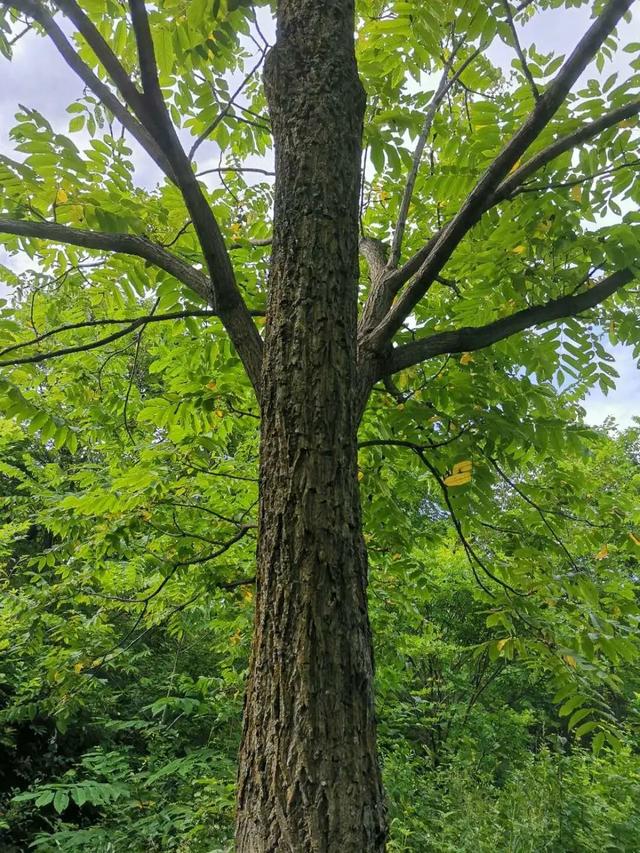 林草日历④|北京乡土树种:胡桃(核桃),核桃楸,白桦