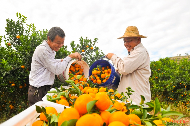 正值沙塘桔的成熟采摘期,岑溪市泛着金黄色的沙