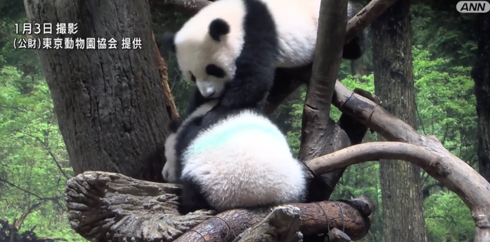 旅日双胞胎熊猫将正式同游客见面：必须抽签看 300多人中1人