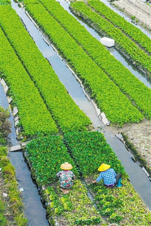 新年新气象 菜地劳作忙