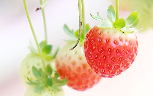 令消费者望而却步 韩国草莓价格暴涨超70%