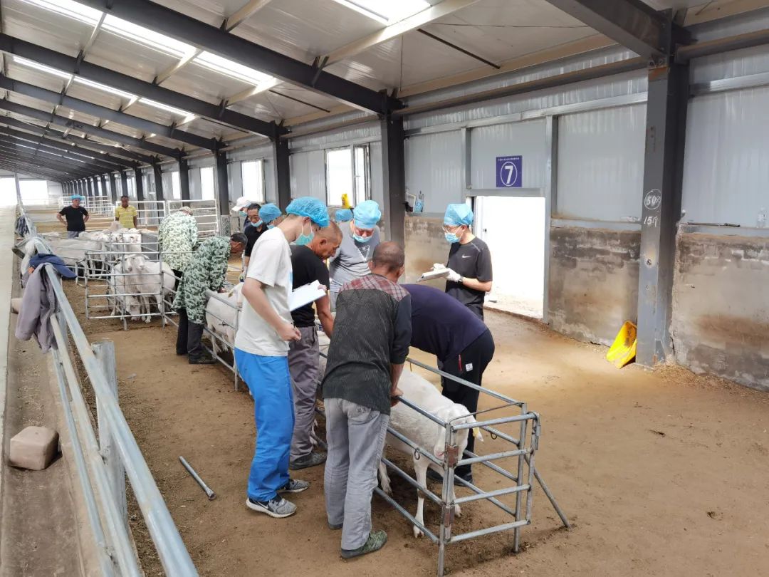 和澳大利亚把高产乳用绵羊品种东福利生羊和戴瑞羊的胚胎种源引入国内