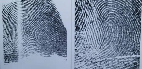 斗和簸箕竟然与皮肤发育无关复旦和中科院团队发现指纹基因奥秘