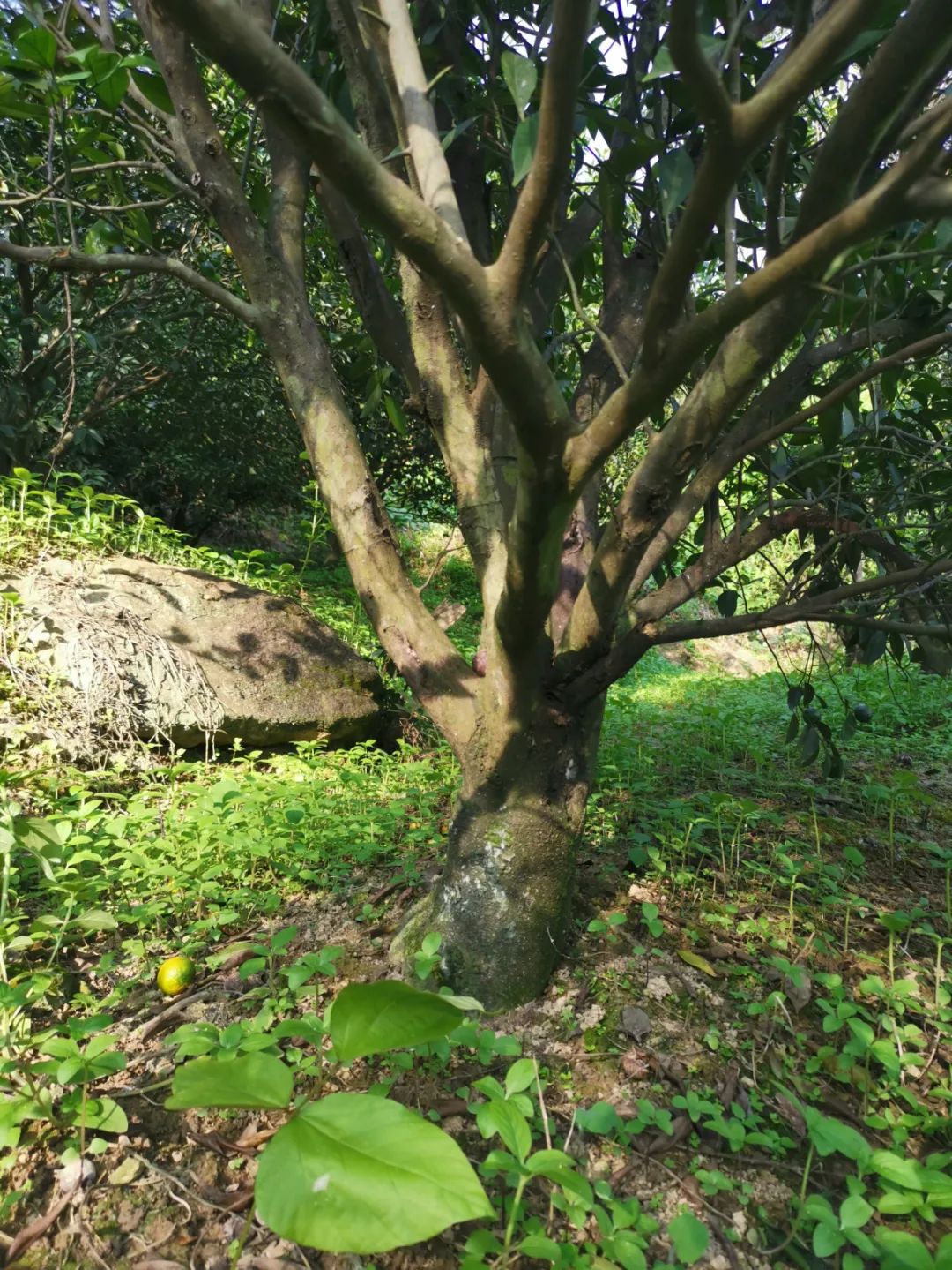 老柑树树干水田柑树树干既然老树如此特殊,那么它跟普通柑树皮有多大