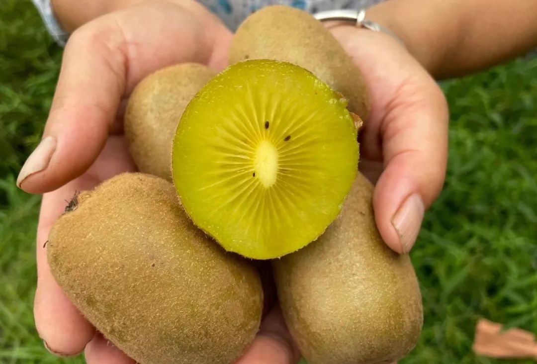 8元/24枚黄金猕猴桃!一口"金艳"!细嫩柔滑,汁水丰盈!