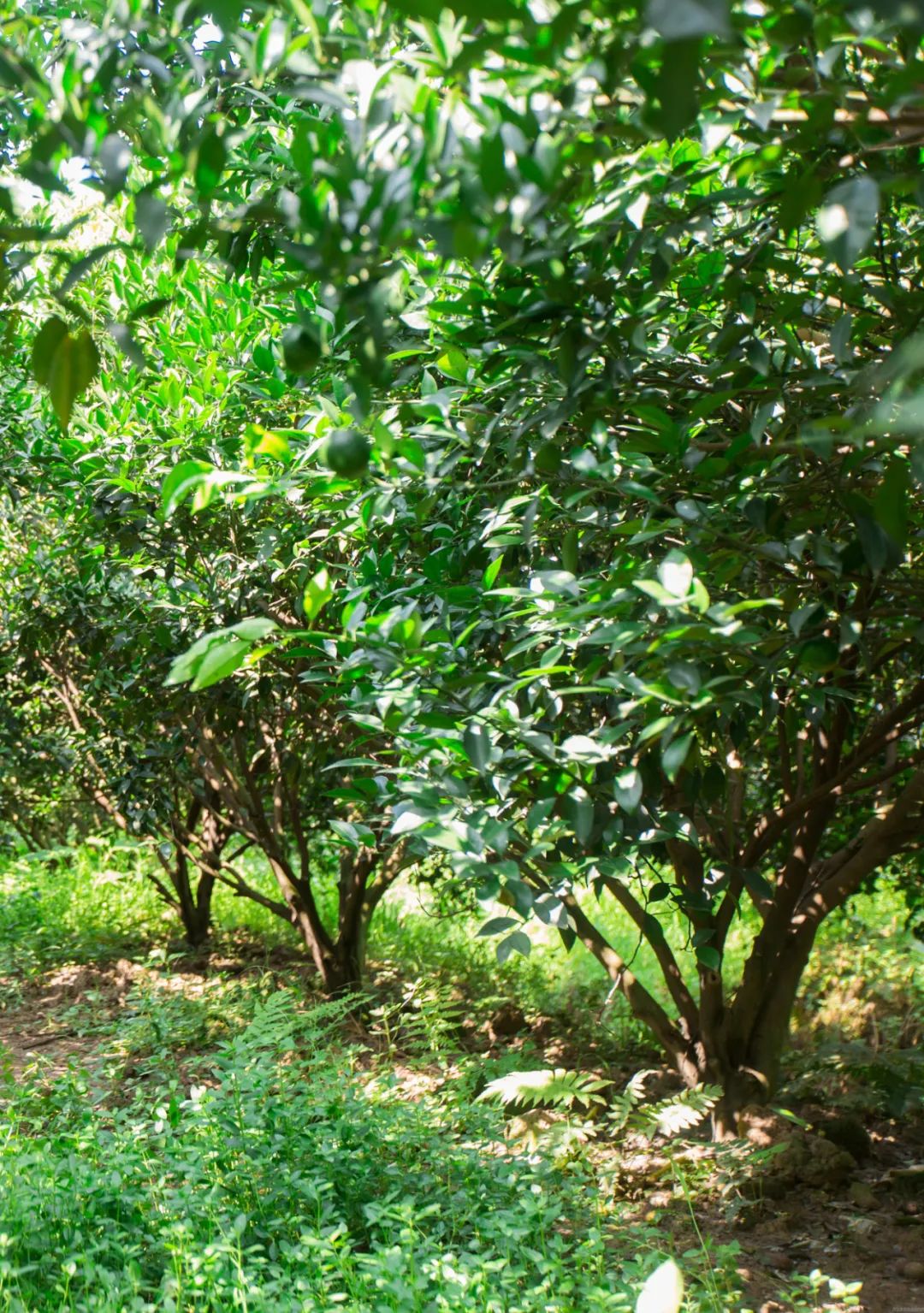 18年陈新会陈皮25年树龄老树皮薄耐泡宜饮宜藏