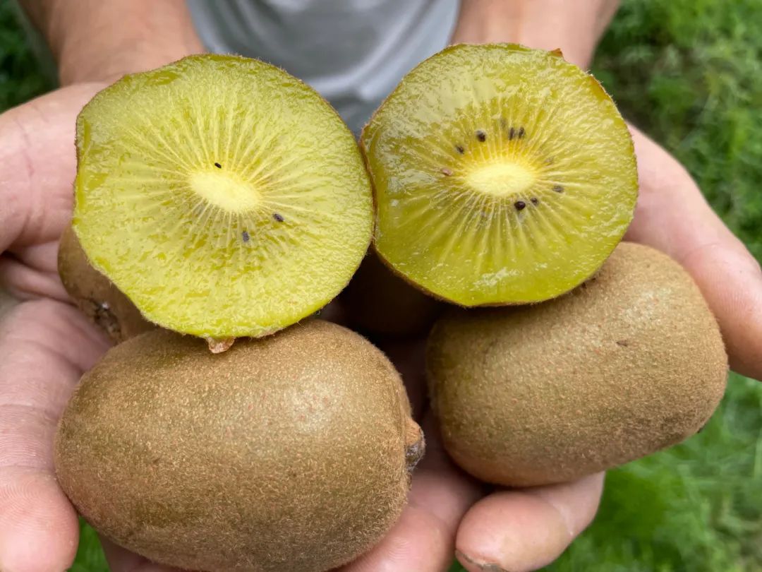298元24枚黄金猕猴桃一口金艳细嫩柔滑汁水丰盈