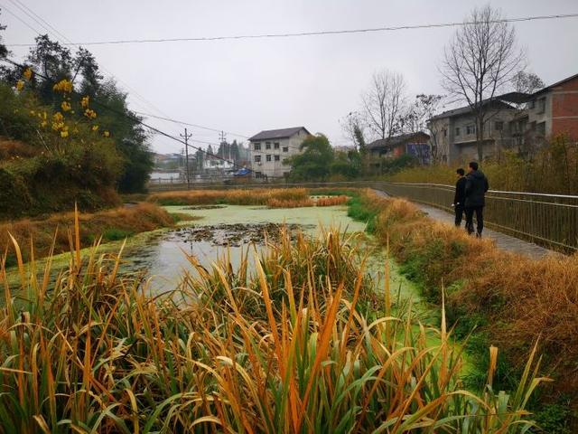 梁平区袁驿镇,工作人员正在查看袁驿镇污水处理厂尾水湿地并商讨尾
