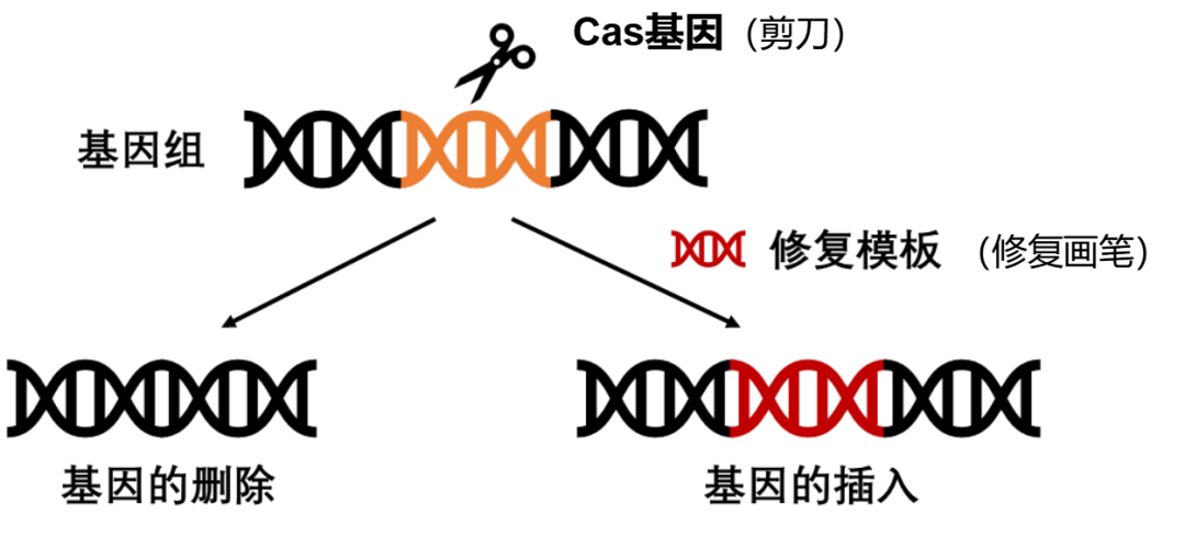 CRISPR/Cas编辑示意图来源：科研团队供图