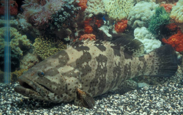 涉违规使用禁药大陆禁止进口台湾2养殖场石斑鱼