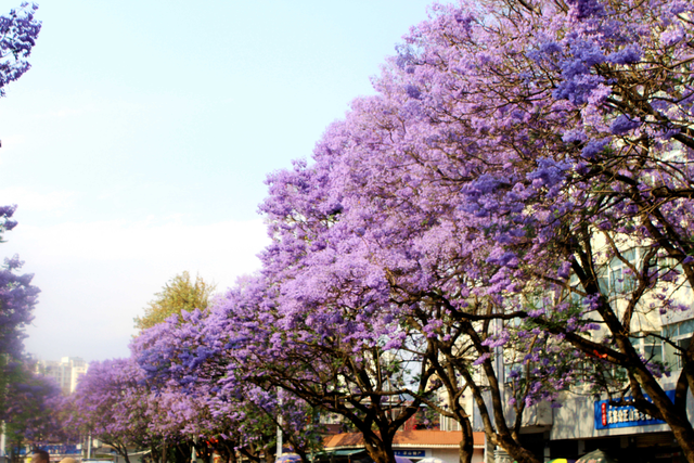 从西昌出发,串起攀西大裂谷和彩云之南,从一朵蓝花楹盛开的城市到另一