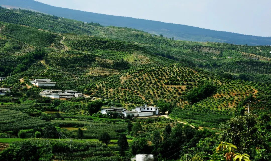 华坪芒果种植基地 图源：视觉中国