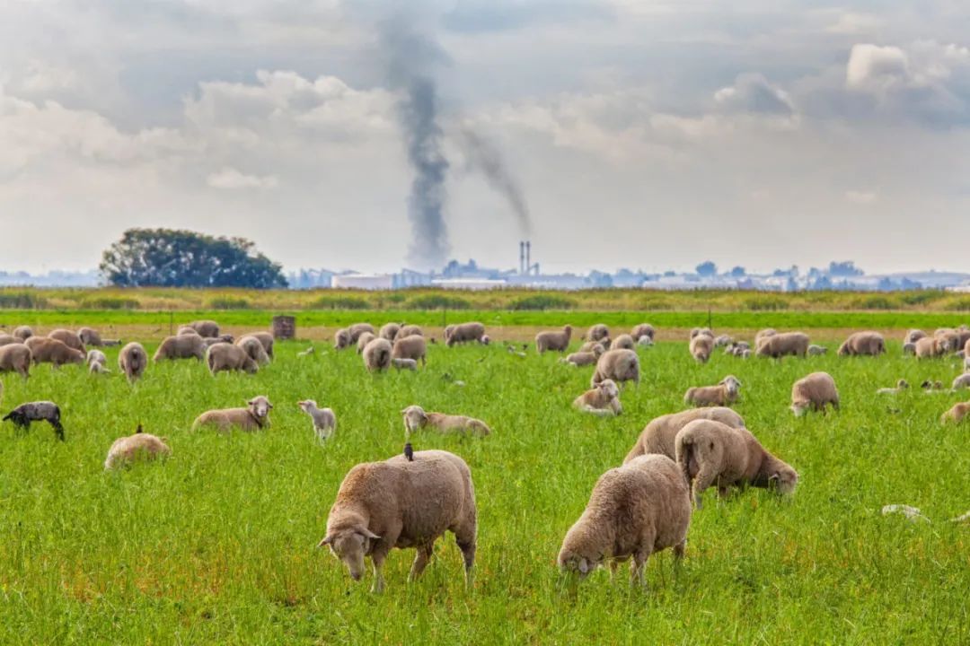 是一种升温潜能比二氧化碳强大约80倍的温室气体1080_720