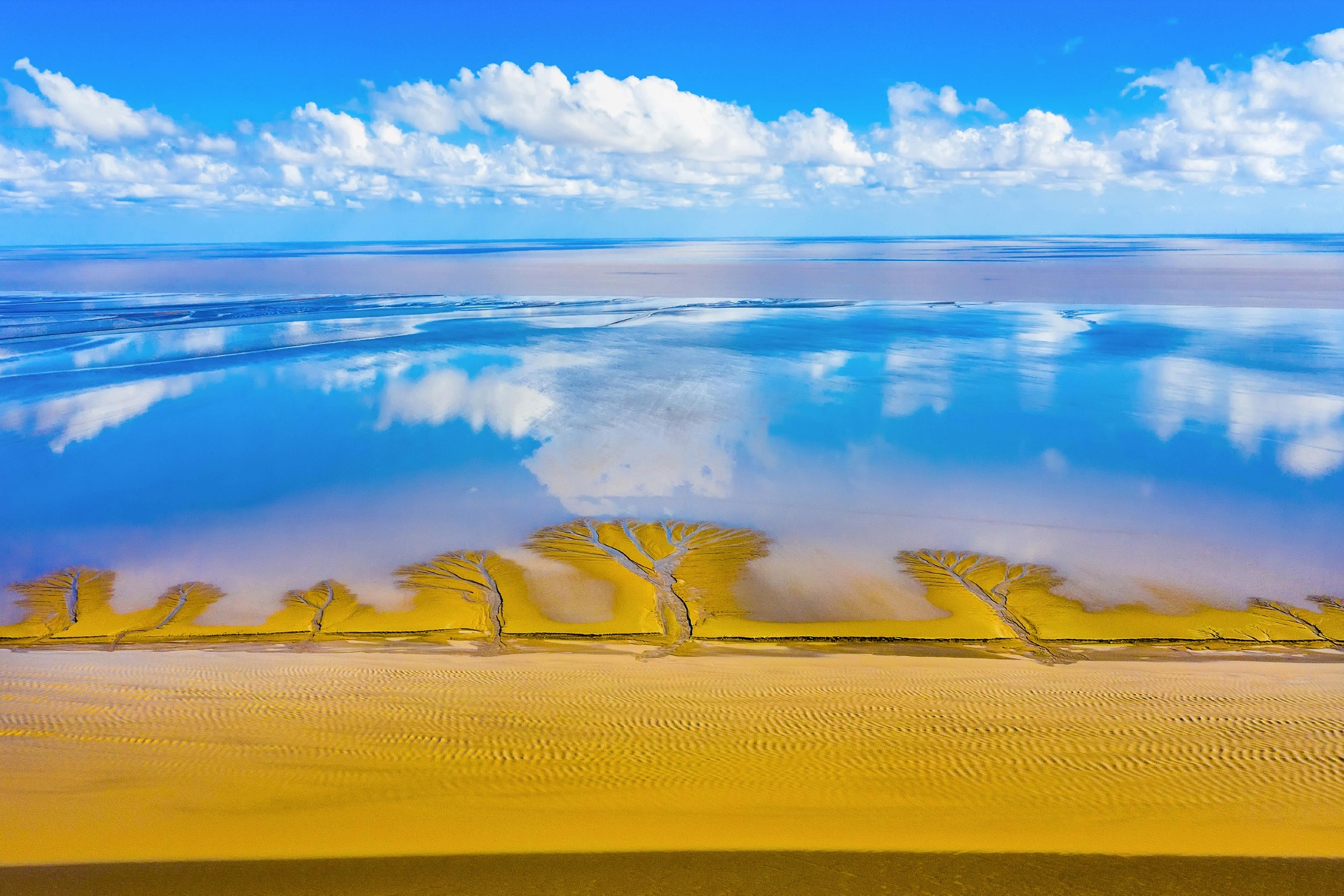 盐城黄海湿地国际摄影大赛特等奖作品《湿地森林》&nbsp;孙华金摄