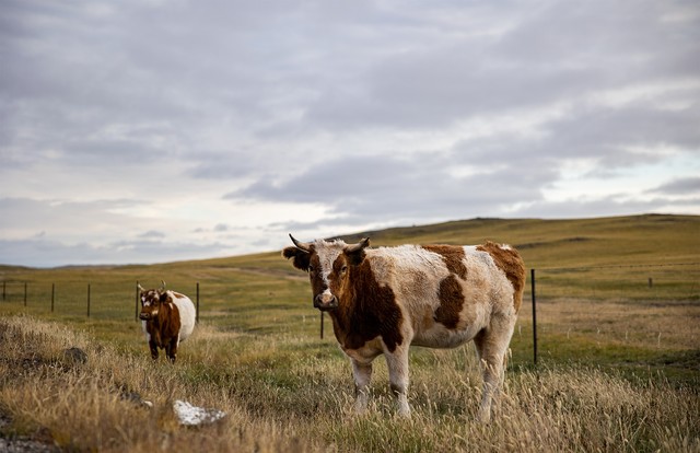 年终奖马上到手 2022年买什么相机之佳能篇