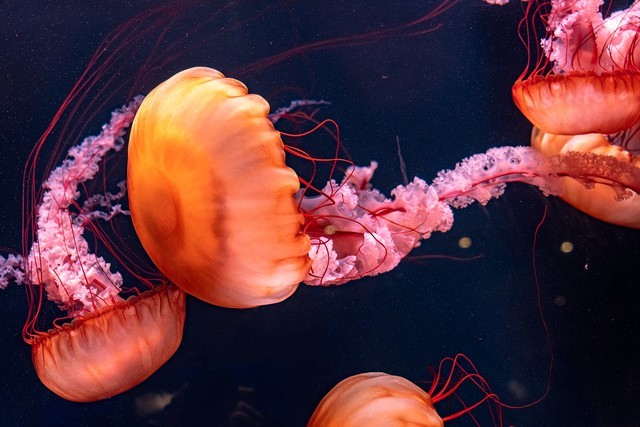 年终奖马上到手 2022年买什么相机之佳能篇