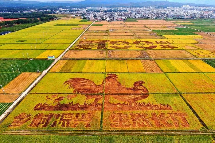 龙岩：专项整治专项巡察贯通融合 深挖严查粮食购销领域突出问题