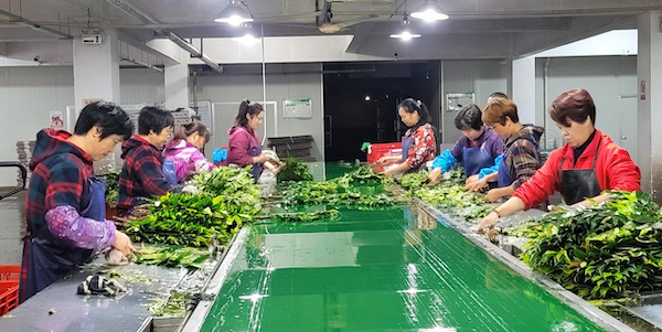 图:村民正在加工杨桐叶&nbsp;&nbsp;&nbsp;&nbsp;来源:丰岛控股