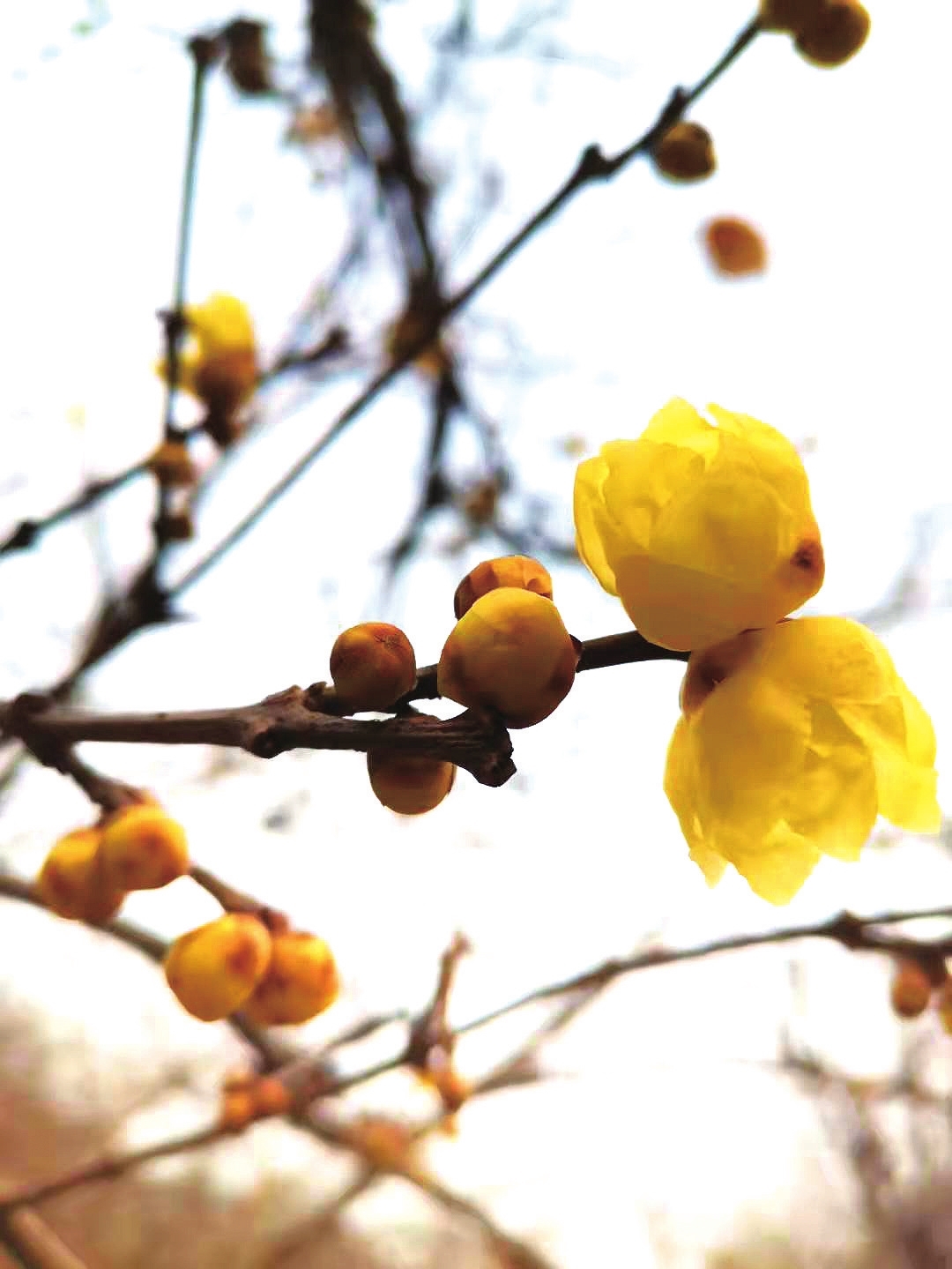 丛台公园的腊梅开花了