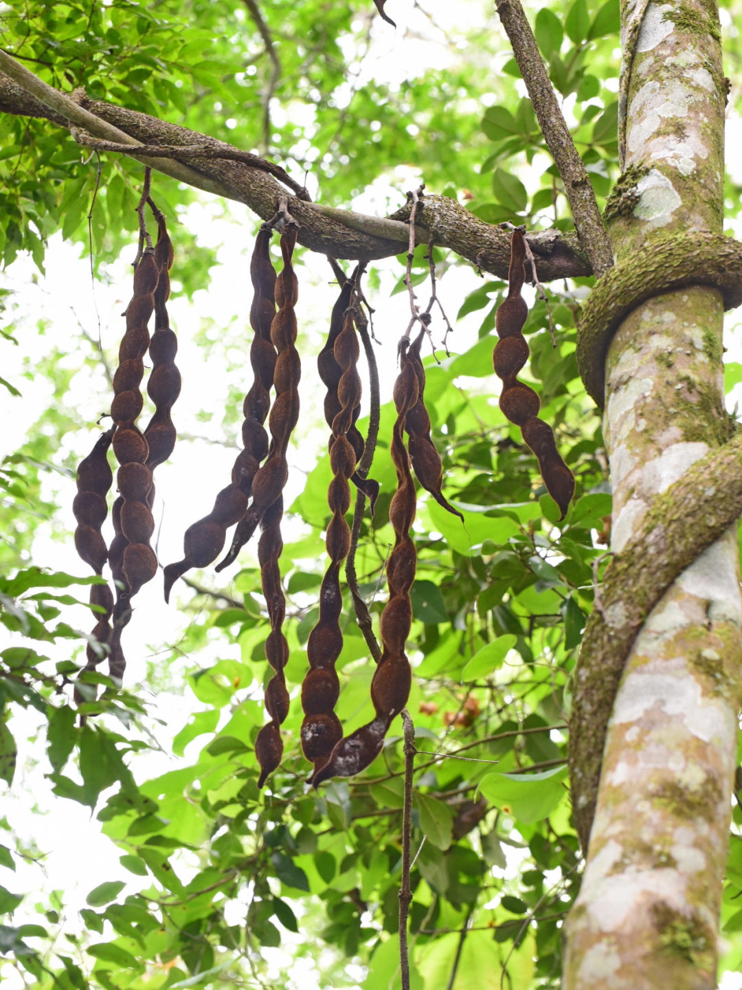 现生白花油麻藤的荚果.(黄健 摄,中科院西双版纳热带植物园供图)