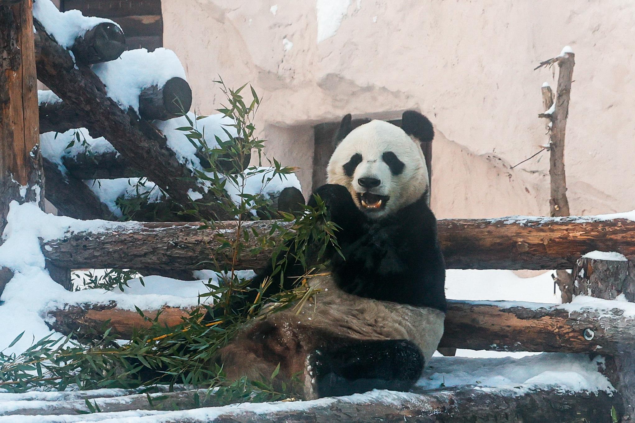 莫斯科动物园大熊猫雪地玩耍吃竹子