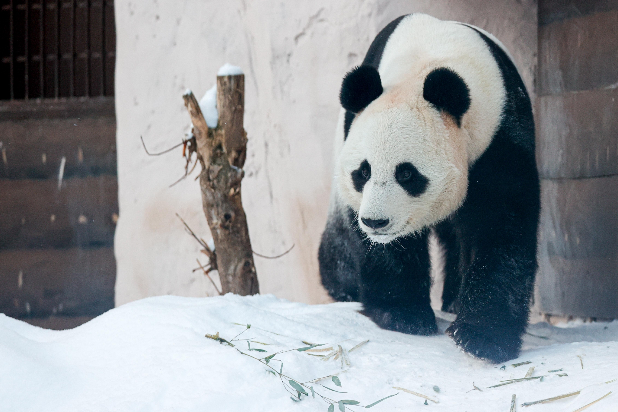 莫斯科動物園大熊貓雪地玩耍吃竹子