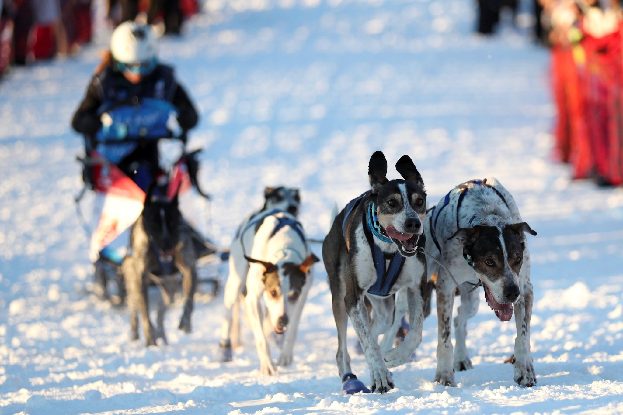 法国雷盖茨举行狗拉雪橇比赛现场紧张刺激乐趣多