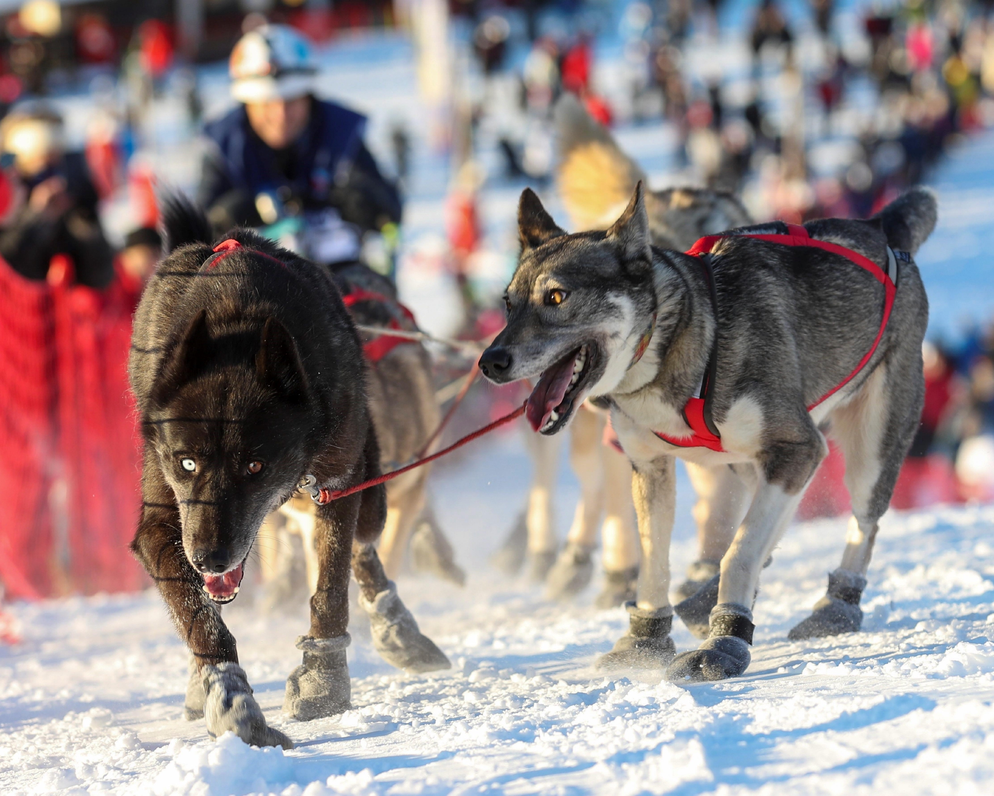 法国雷盖茨举行狗拉雪橇比赛现场紧张刺激乐趣多