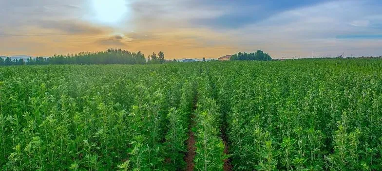 山东日照市莒县艾草种植基地