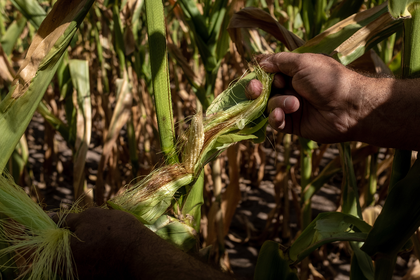 阿根廷遭遇持续高温干旱玉米生长受阻