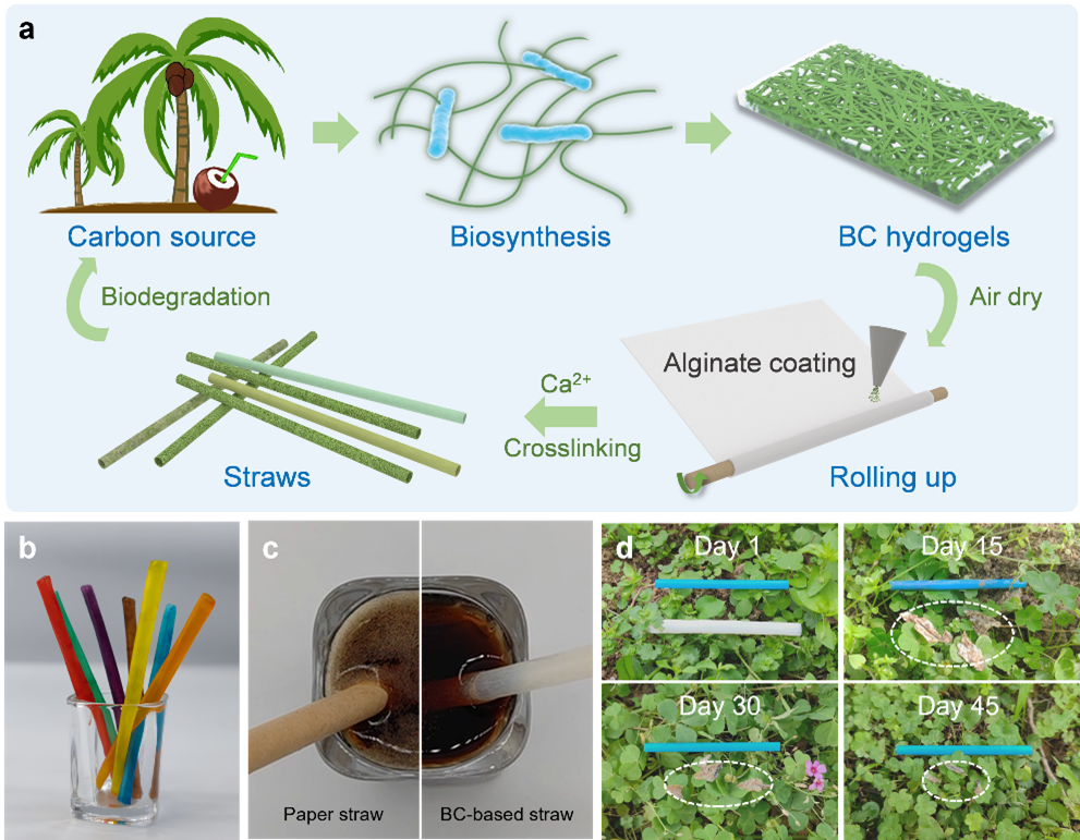 海藻酸钠复合的策略,研制出具有优异性能的"可食用"细菌纤维素基吸管