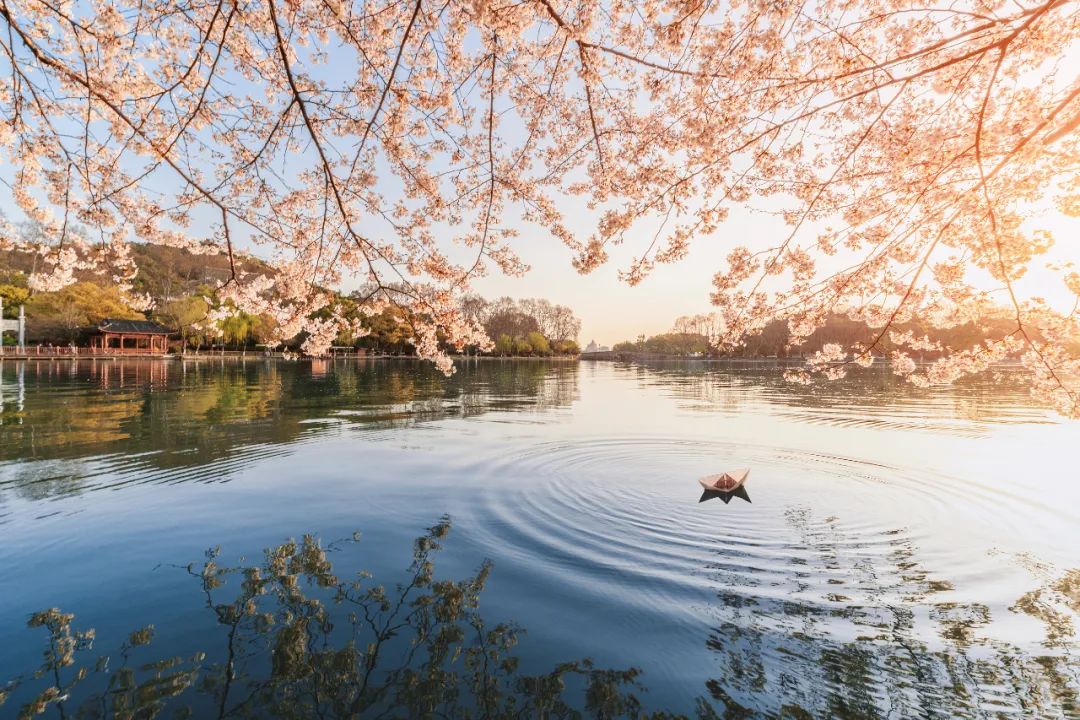 2020年3月,浙江杭州,从西湖的苏堤透过樱花树拍摄西冷桥(视觉中国)