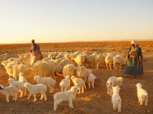 在内蒙草原与戈壁上放牧的牧民,他们的传统知识和文化是维系整个系统