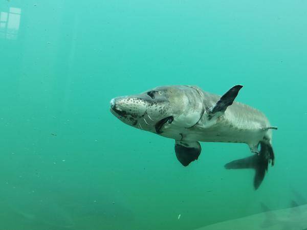 能长到700多公斤重,4米长的中华鲟被认为是"长江鱼王","国宝",长江