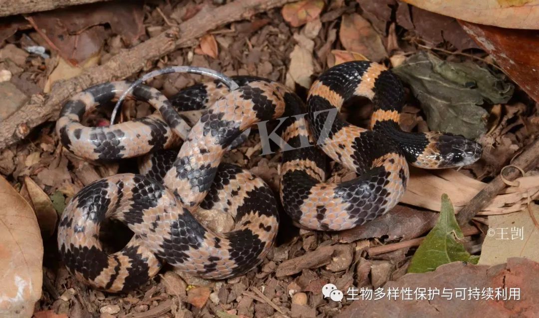 新种 博窝龙蜥diploder