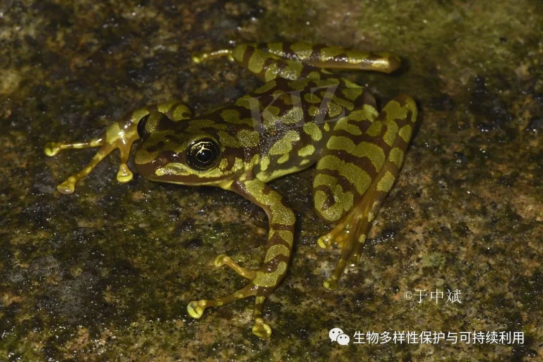 15.漂亮婀娜的绿点湍蛙Amolops viridimaculatus