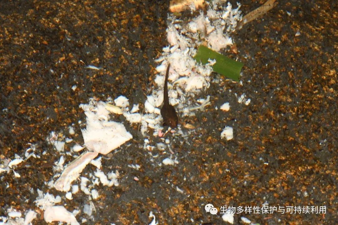 21.冰冷的湖水中仍有蝌蚪在吃食物残渣,于中斌拍摄