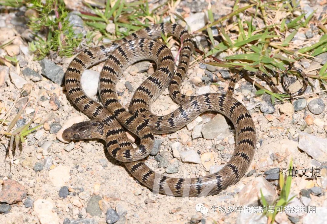 高山仰止景行行止第二次青藏高原综合科学考察之横断山行