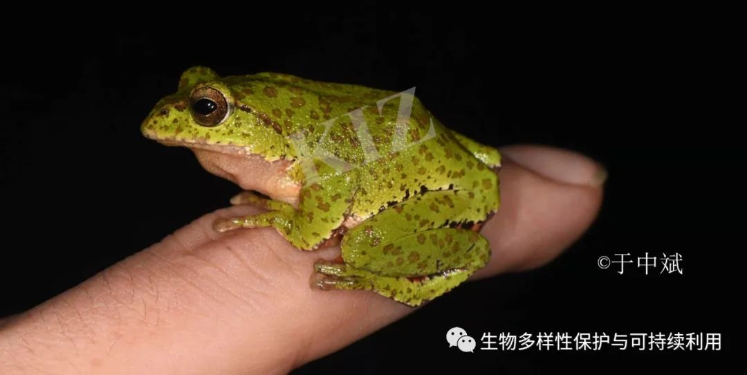 16.娇小玲珑的普洱树蛙Zhangixalus puerensis