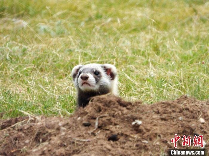 青海高原水塔里的生态局长和他的牧民兄弟